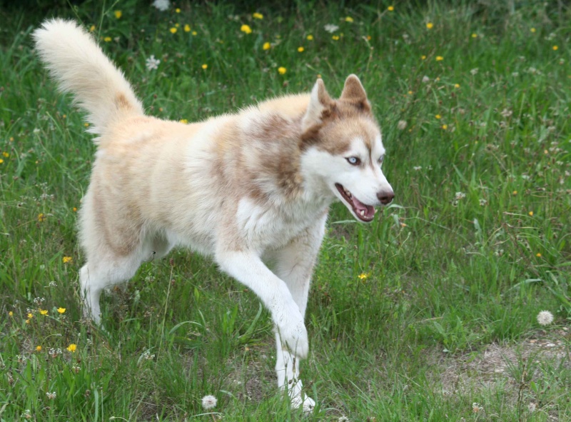 Pendant ce temps là à ChonchonLand! Sparro11