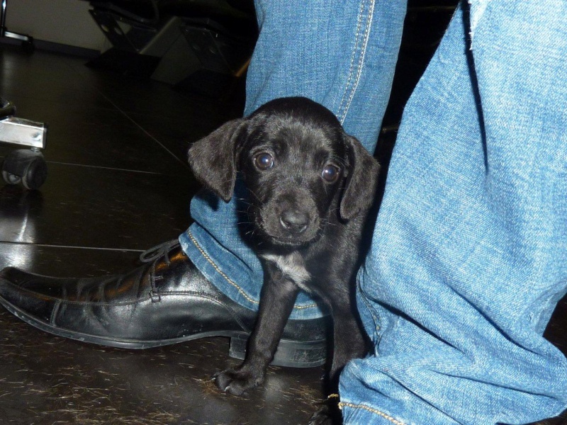 HALIA femelle croisée pinsher / labrador noire de 2 mois Adoptée (64) A_210