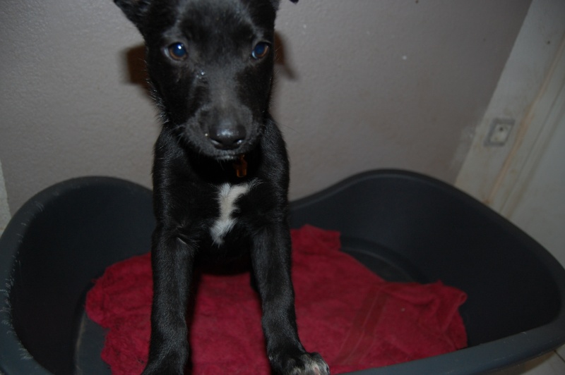 Holly femelle noire croisée labrador de 6 mois Adoptée (63) Dsc_0049