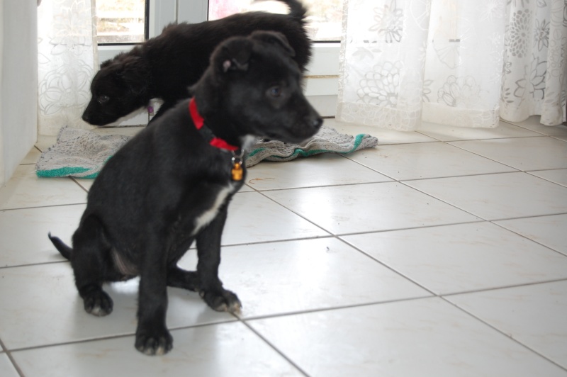 Holly femelle noire croisée labrador de 6 mois Adoptée (63) Dsc_0056