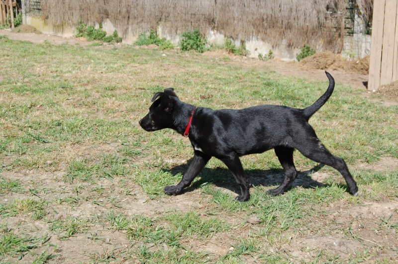 Holly femelle noire croisée labrador de 6 mois Adoptée (63) Dsc_0062