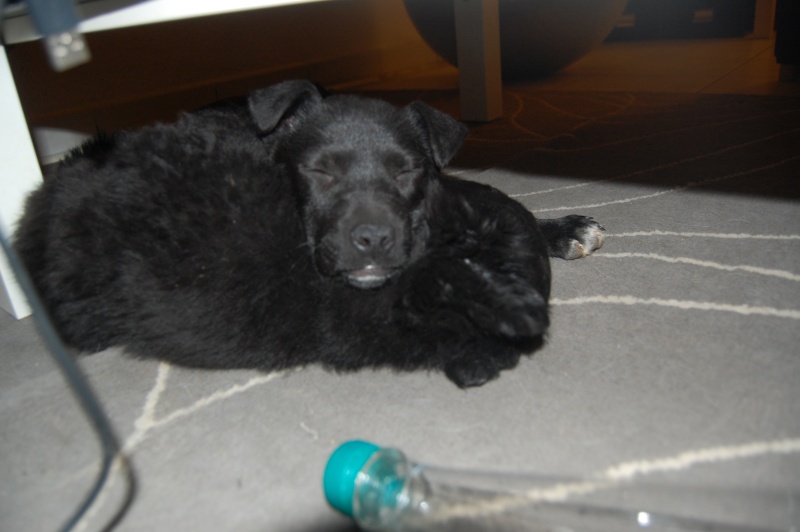 Holly femelle noire croisée labrador de 6 mois Adoptée (63) Dsc_0128