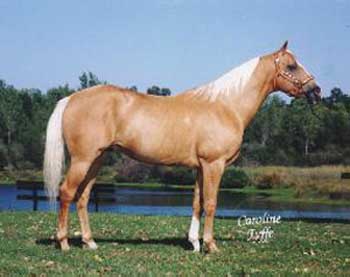 Race palomino hotsell