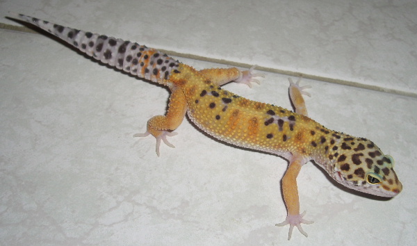 Mes Eublepharis macularius ou geckos léopards Cimg5011