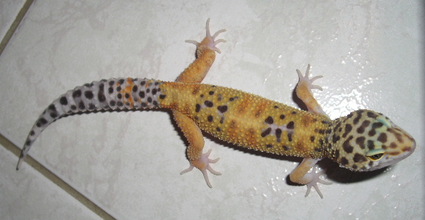 Mes Eublepharis macularius ou geckos léopards Cimg5012