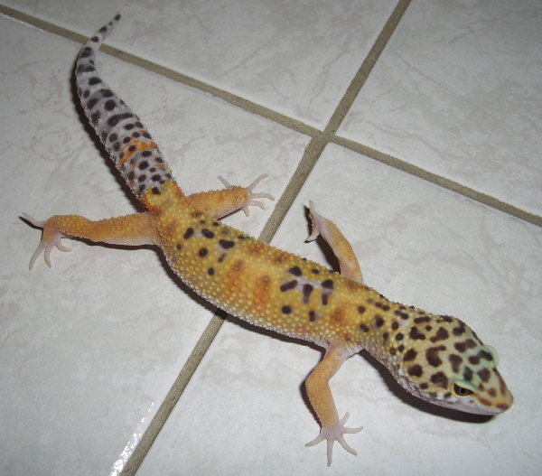 Mes Eublepharis macularius ou geckos léopards Cimg5013