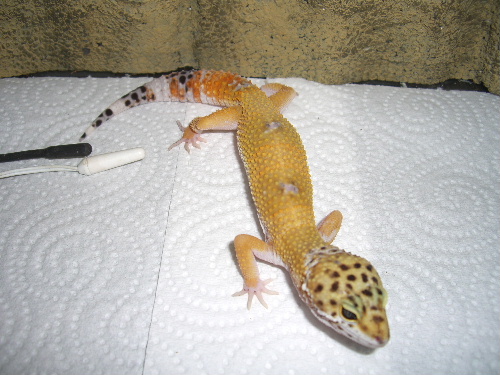 Mes Eublepharis macularius ou geckos léopards Cimg5014