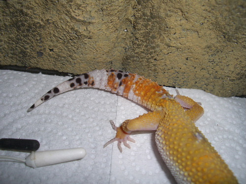 Mes Eublepharis macularius ou geckos léopards Cimg5015