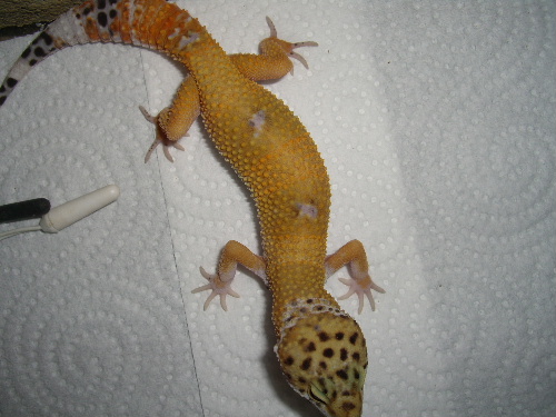 Mes Eublepharis macularius ou geckos léopards Cimg5016