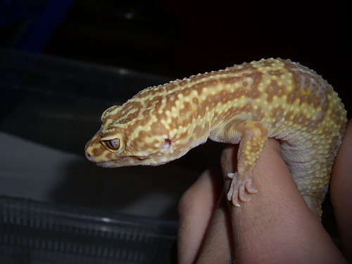 Mes Eublepharis macularius ou geckos léopards Cimg5019