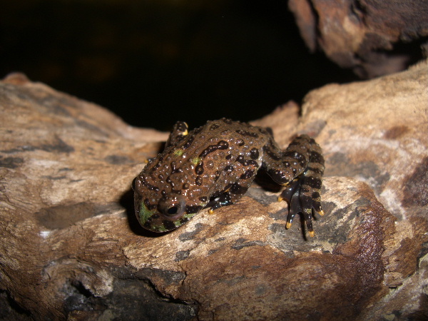 Bombina orientalis Cimg5321