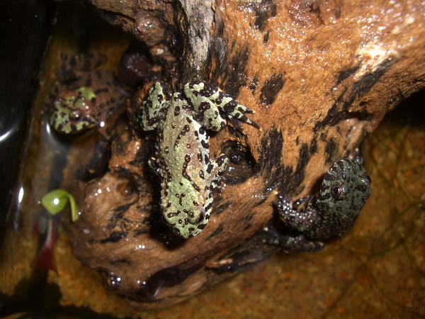 Bombina orientalis Cimg5322