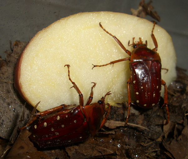 Stephanorrhina adelpha Reduit10