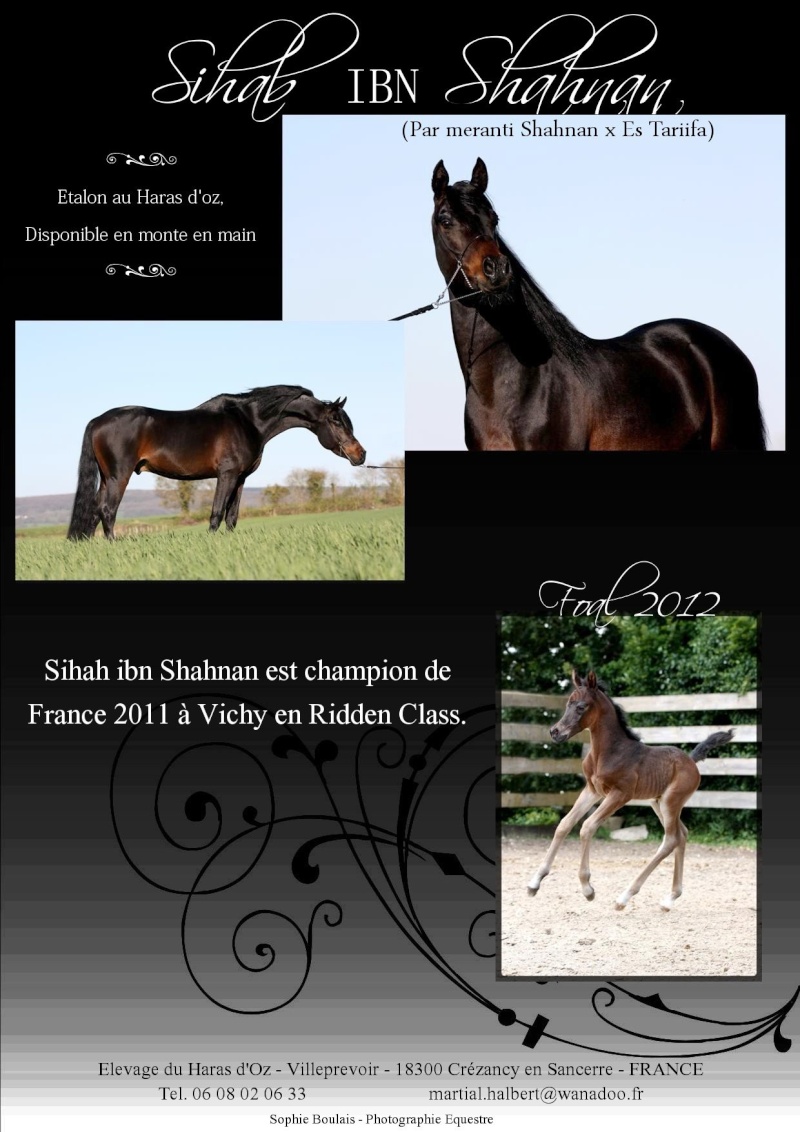 SIHAB IBN SHAHNAN étalon Egyptien endurance ,dressage et ridden class  - Page 3 Sihab_14