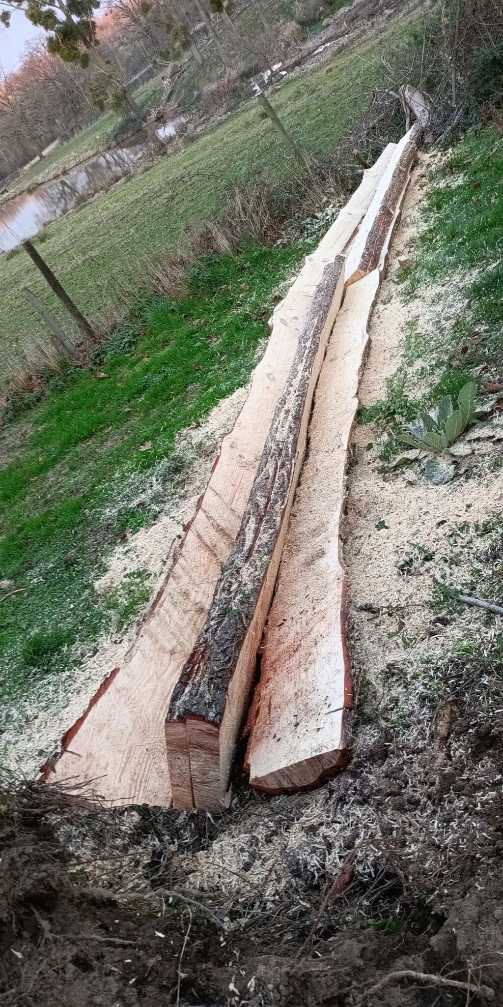 planche à la tronçonneuse à main levée sur arbre tombé Img_2357