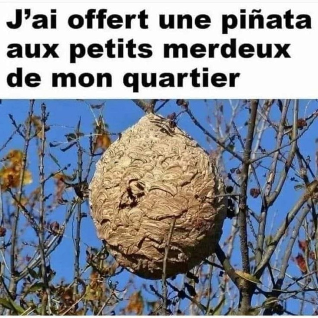 Humour  - Page 32 43589610