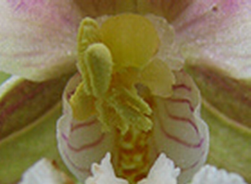 Epipactis palustris Epipac10