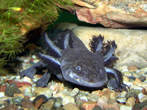 L' Axolotl Axolot11