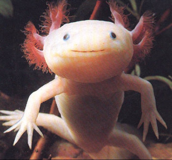 L' Axolotl Axolot12