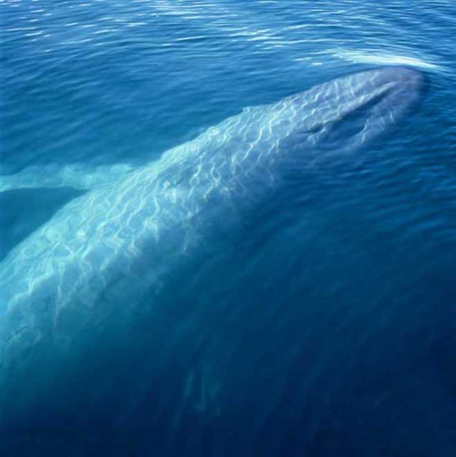 La Baleine Balein14