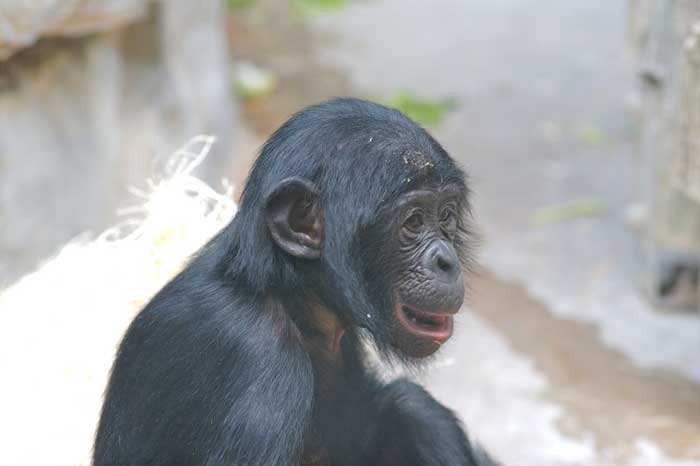 Le Bonobo Bonobo10