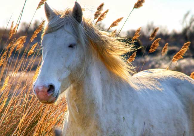 Le cheval blanc Cheval12