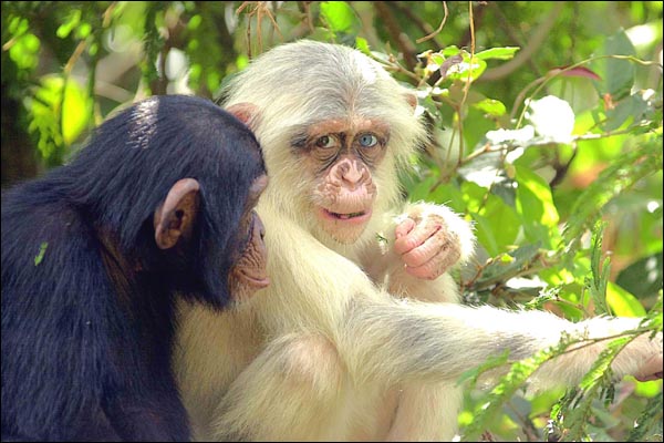 Les animaux albinos, solitaires et fragiles Chimpa11