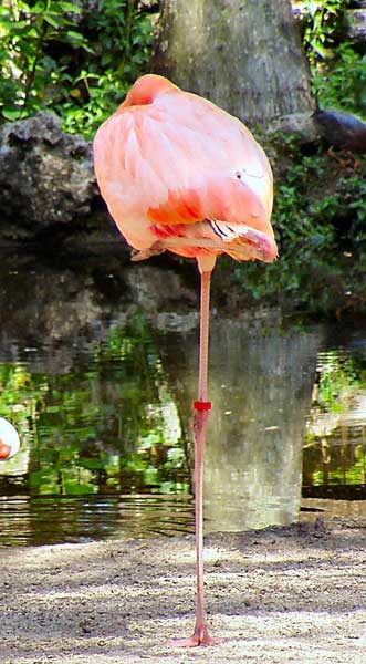 Le Flamant Rose Flaman10