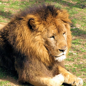 Animal lesson ! Lion-n10