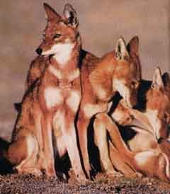 Le Loup d'Abyssinie Loup_a10