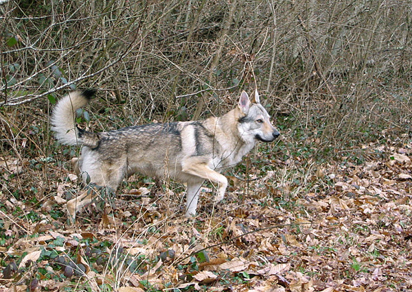 Le chien loup tchcoslovaque Loup_t11