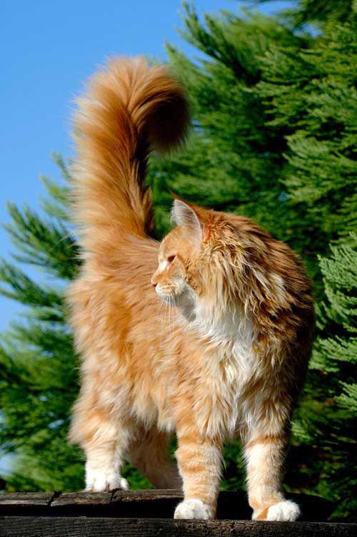 Le Maine Coon Main_c13