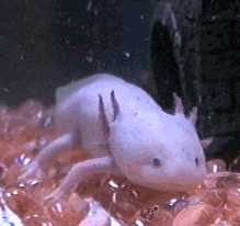 L' Axolotl Puckcu10