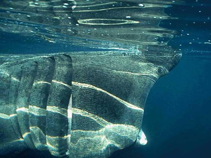 Le Requin Pèlerin Requin16