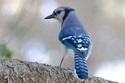 L’évolution des oiseaux remise en cause par une étude génétique. Geai-b10