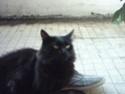 Chat d'argent Image011