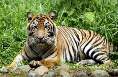 Les tigres de Sumatra Tigre_13