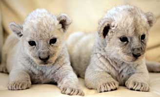 Le Lion Blanc Le Lion Blanc
