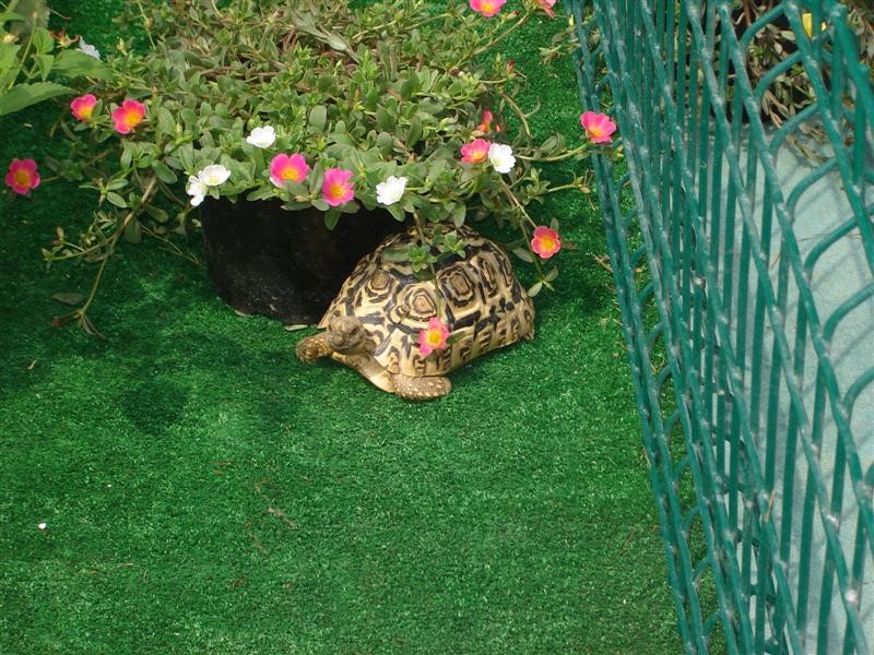Fete de la tortue 11ème édition en photo (Tortues passion) Dsc01927