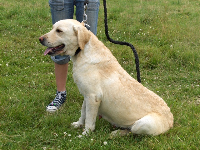 APIS (Labrador sable) Apis210