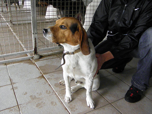EDGAR (Beagle) Edgar110