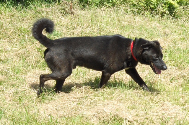 Roxy (croisé border-labrador) - Page 6 Roxy210