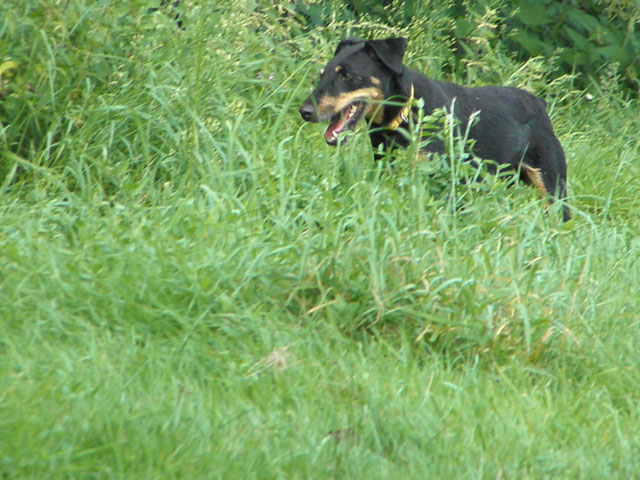 VIOLETTE (Jagd Terrier) Violet12