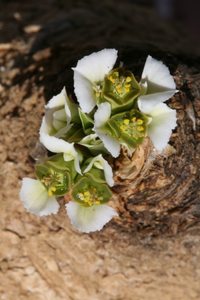 Euphorbia primulifolia Eos_5d14