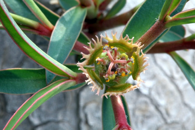 Euphorbia trichadenia Eos_5d20