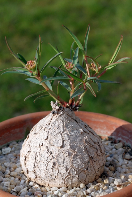 Euphorbia trichadenia Eos_5d21