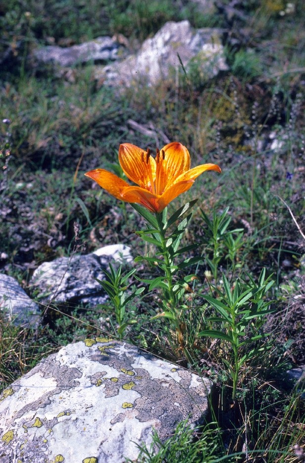 Lilium bulbiferum var. croceum Img31310