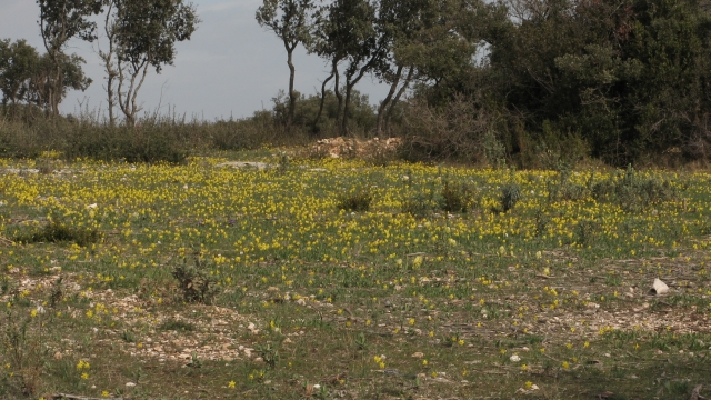 Herborisation dans le gard Img_5712