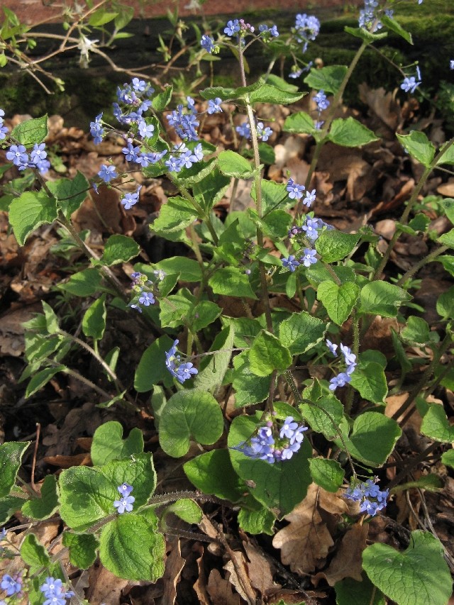 Brunnera macrophylla - Page 2 Img_5813