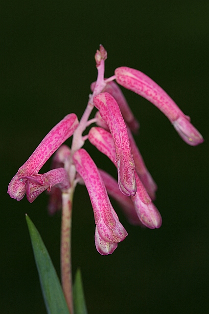 Lachenalia rubida Lachen10